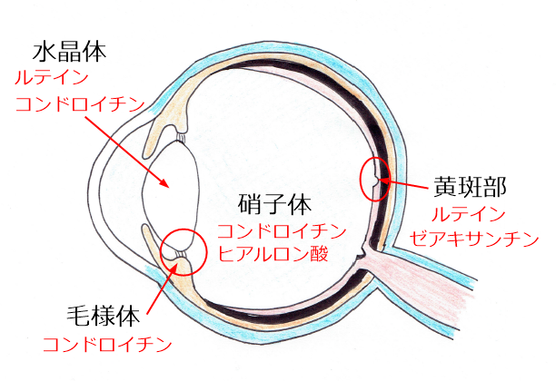 目の栄養構成成分